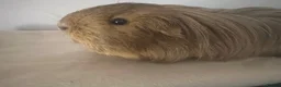 Guinea Pig rodents for sale: WE RESCUE GUINEA PIGS, RABBITS, CHINCHILLAS ECT - Advert 3