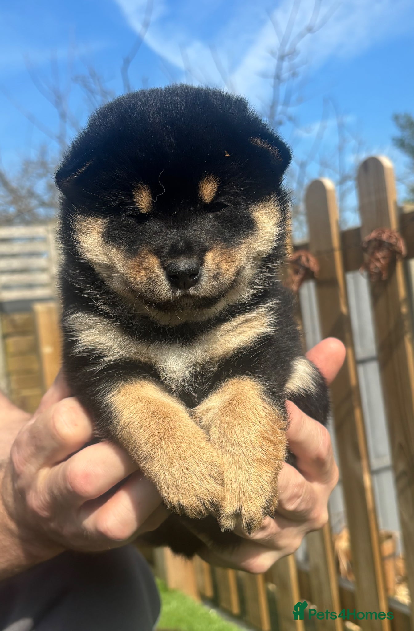 Japanese Shiba Inu dogs KC registered champion line Shiba Inu puppies  - Advert 1