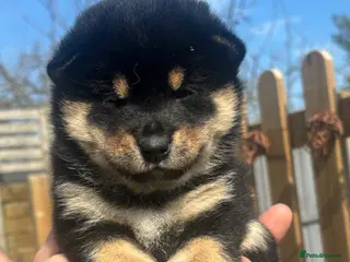 Japanese Shiba Inu dogs KC registered champion line Shiba Inu puppies - Advert 1