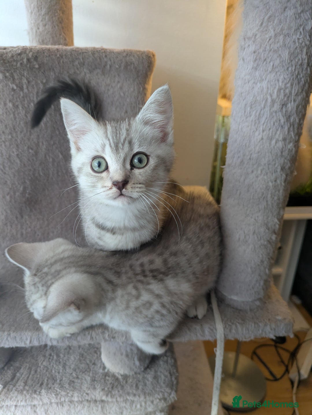 Mixed Breed cats for sale:  Beautiful British Shorthair Cross Ragdoll kittens - Advert 13