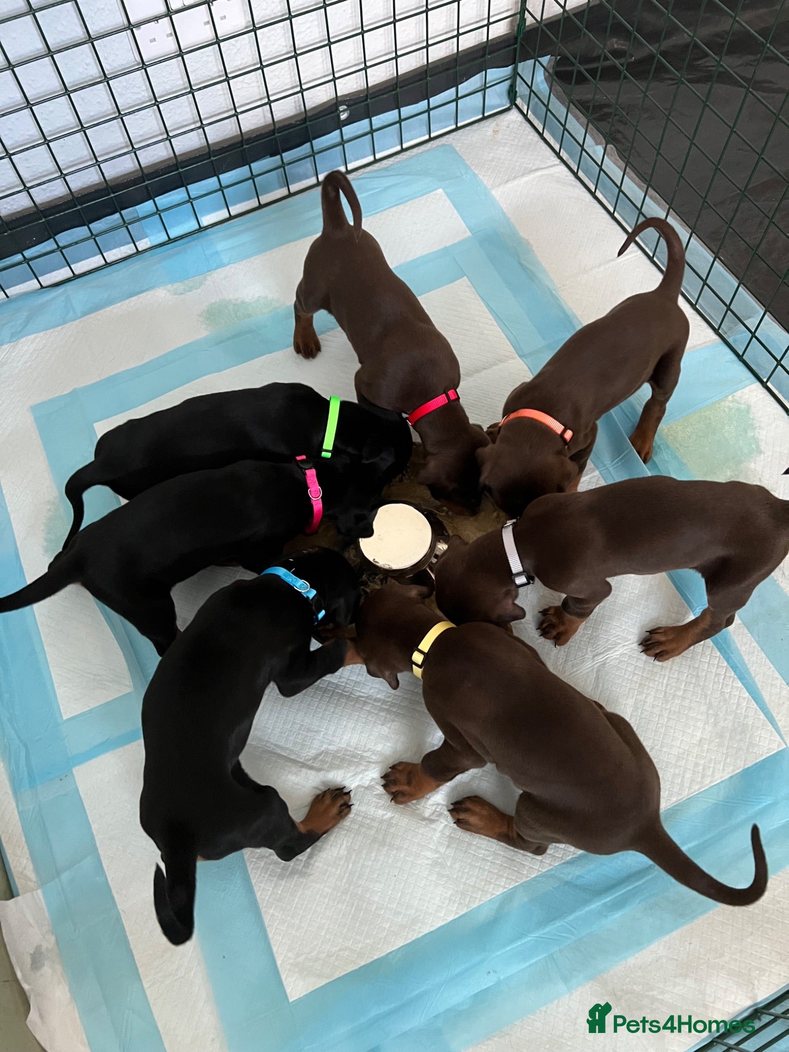 Dobermann dogs 7 beautiful, healthy Dobermann puppies for sale - Advert 6