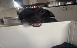 Labrador Retriever dogs for sale: 5 beautiful Labrador puppies - Image 13