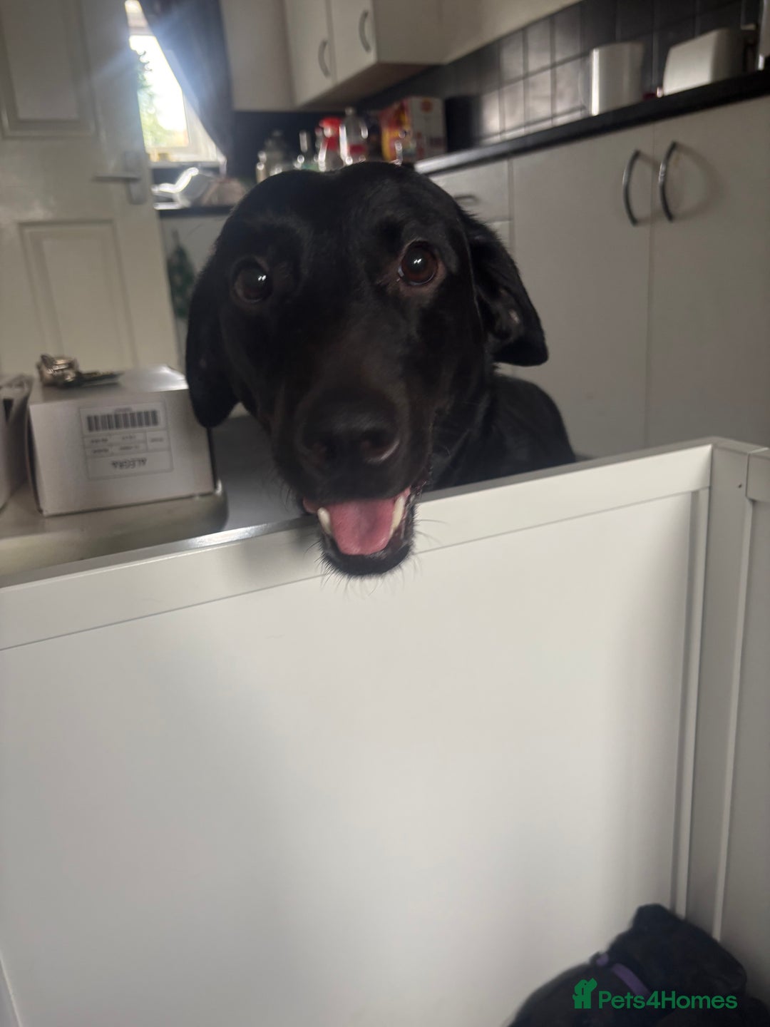 Labrador Retriever dogs for sale: 5 beautiful Labrador puppies - Image 13