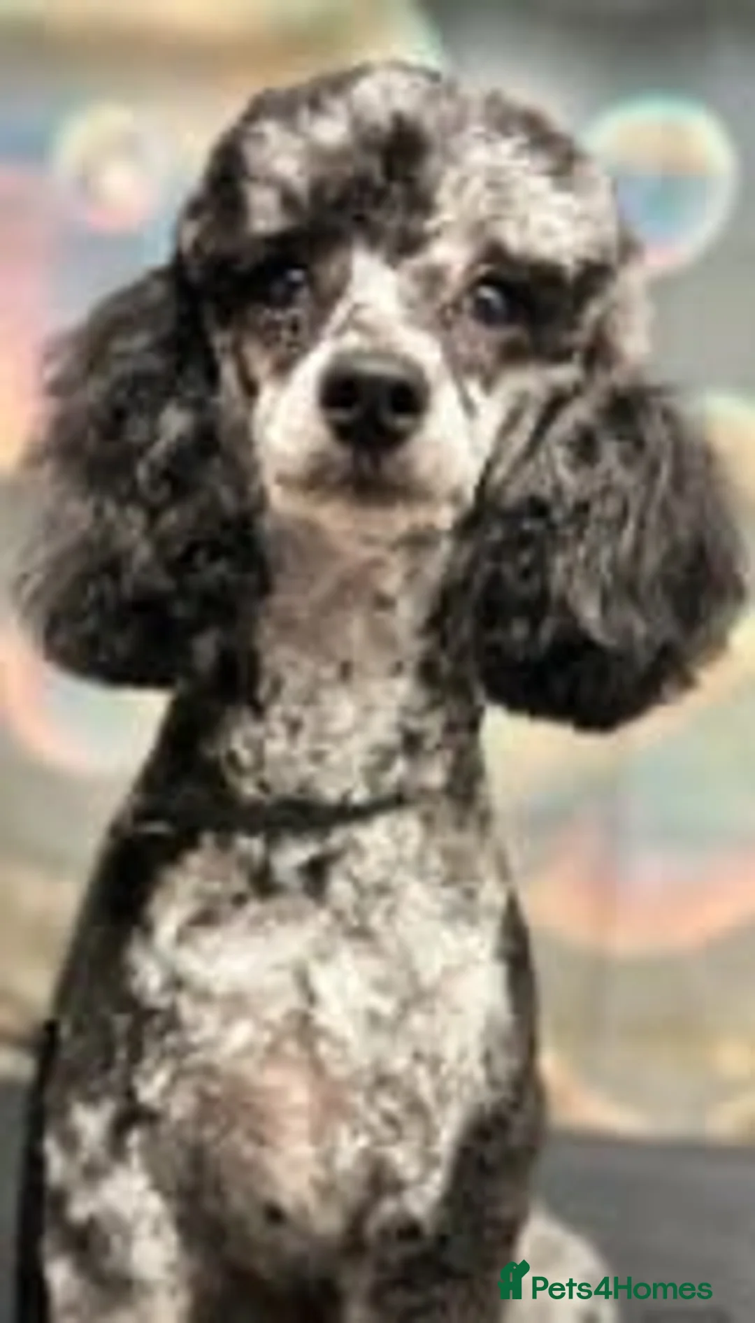 Miniature Poodle dogs for stud: beautiful blue merle miniature poodle in Swanley - Advert 5