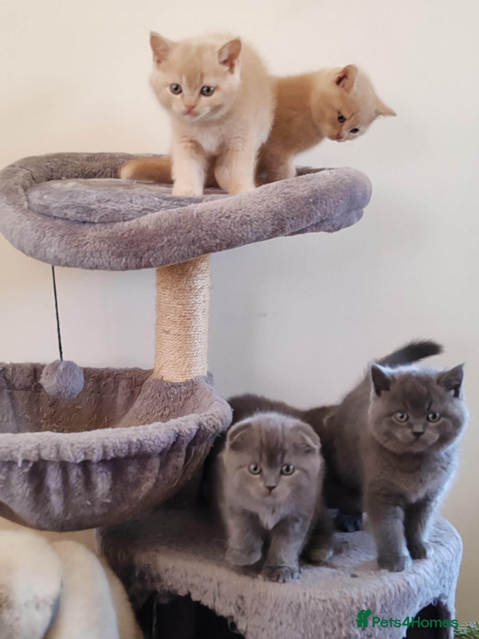 Scottish Fold cats Scottish fold x BSH kittens - Advert 2