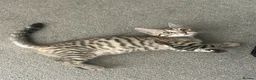 Bengal cats for sale: Bengal kittens  - Advert 6