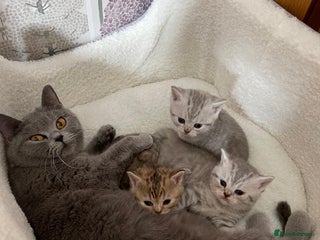 British Shorthair cats - Advert 12