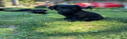 Labrador Retriever dogs for sale: KC Reg.Parents Fully Health Tested.Ready Now - Advert 12