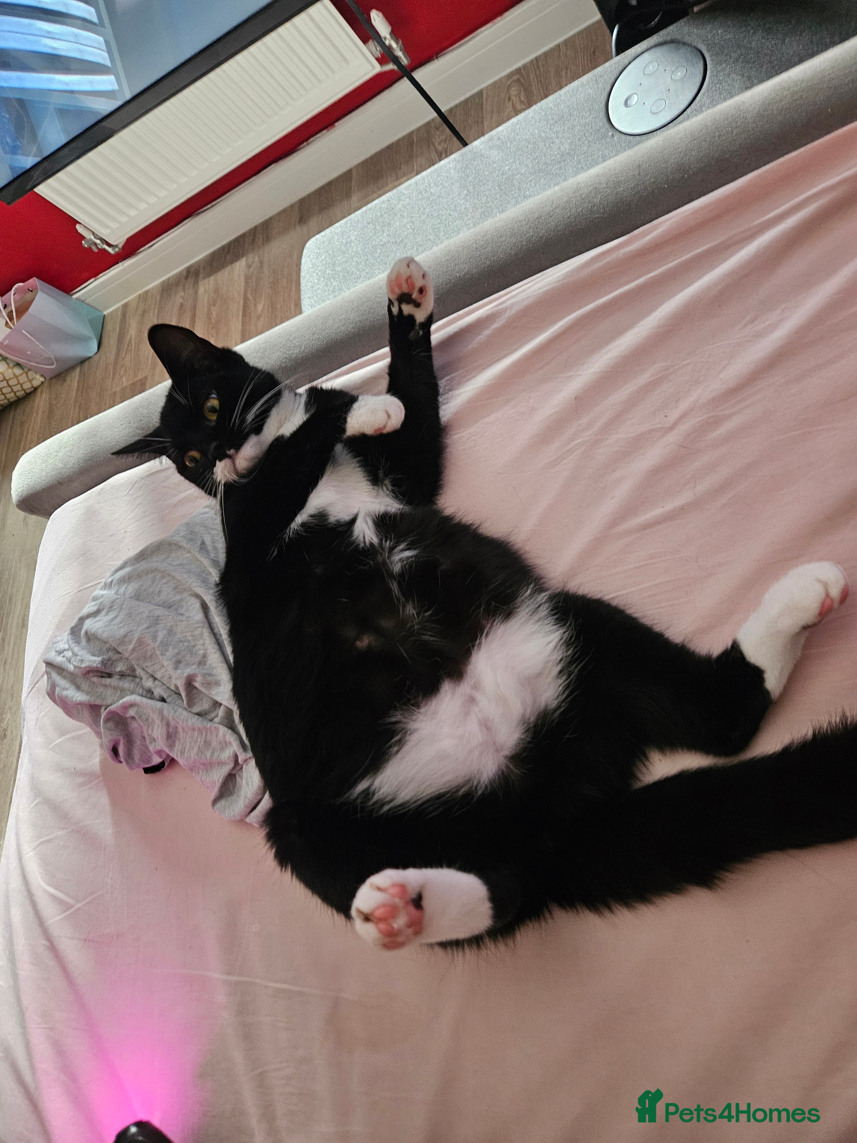 Mixed Breed cats Kittens for sale  - Advert 1