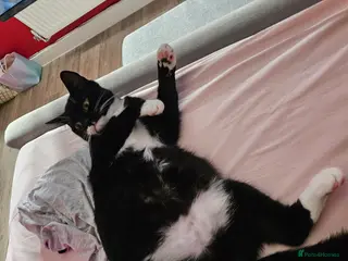 Mixed Breed cats Kittens for sale - Advert 1