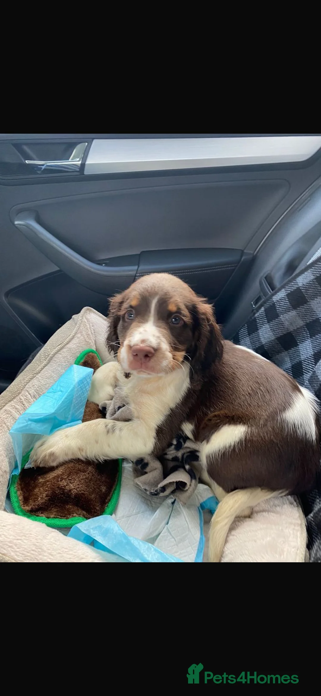 English Springer Spaniel dogs for stud: English Springer Spaniel Stud in Derby - Advert 26