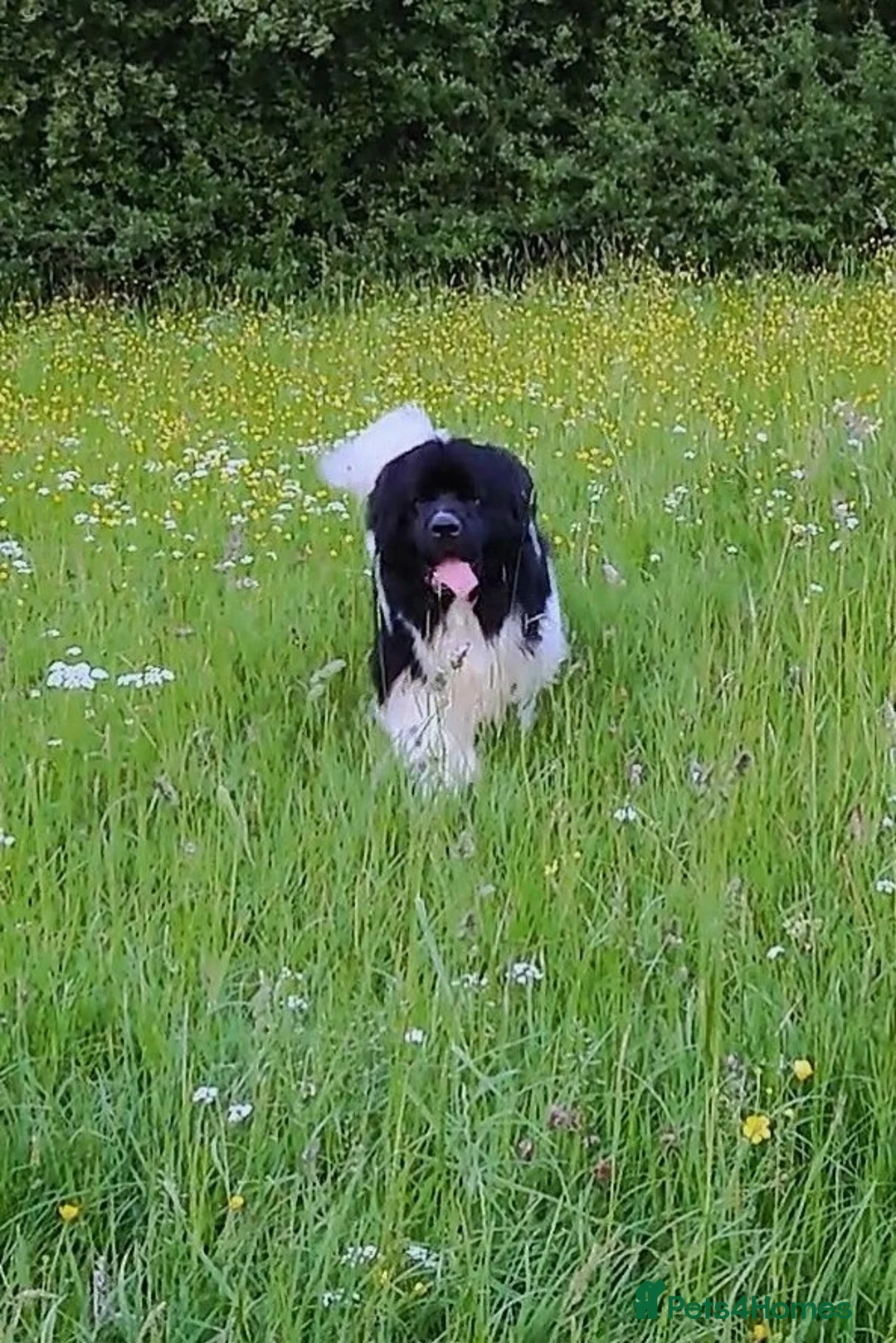 Newfoundland dogs for stud: KC registered health tested Landseer Newfoundland  in Ilkeston - Advert 10