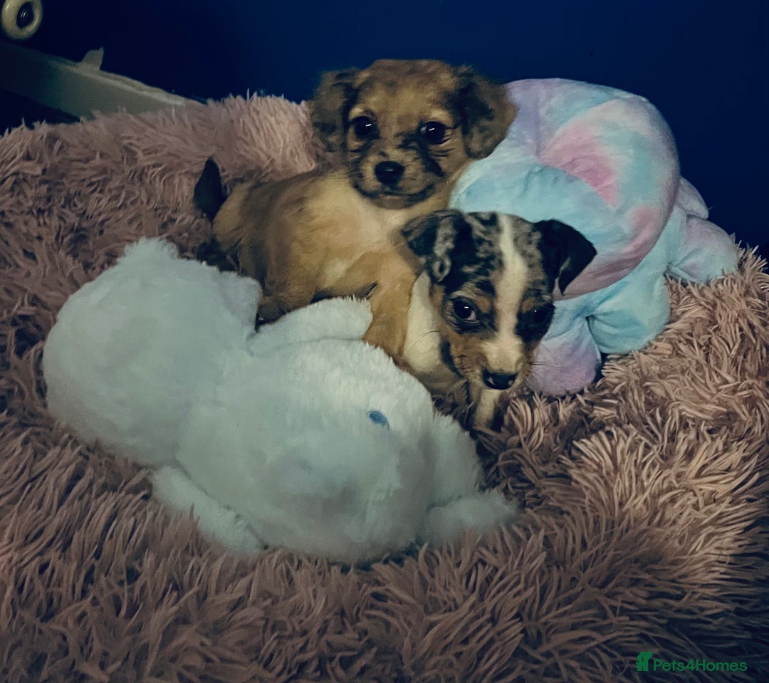 Mixed Breed dogs for sale: Beautiful Woopsie daisy cocker-jack boys  💙 - Image 6