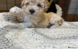 Toy Poodle dogs for sale: TOY POODLE PUPPIES 2 GIRLS 1 BOY LEFT - Image 16