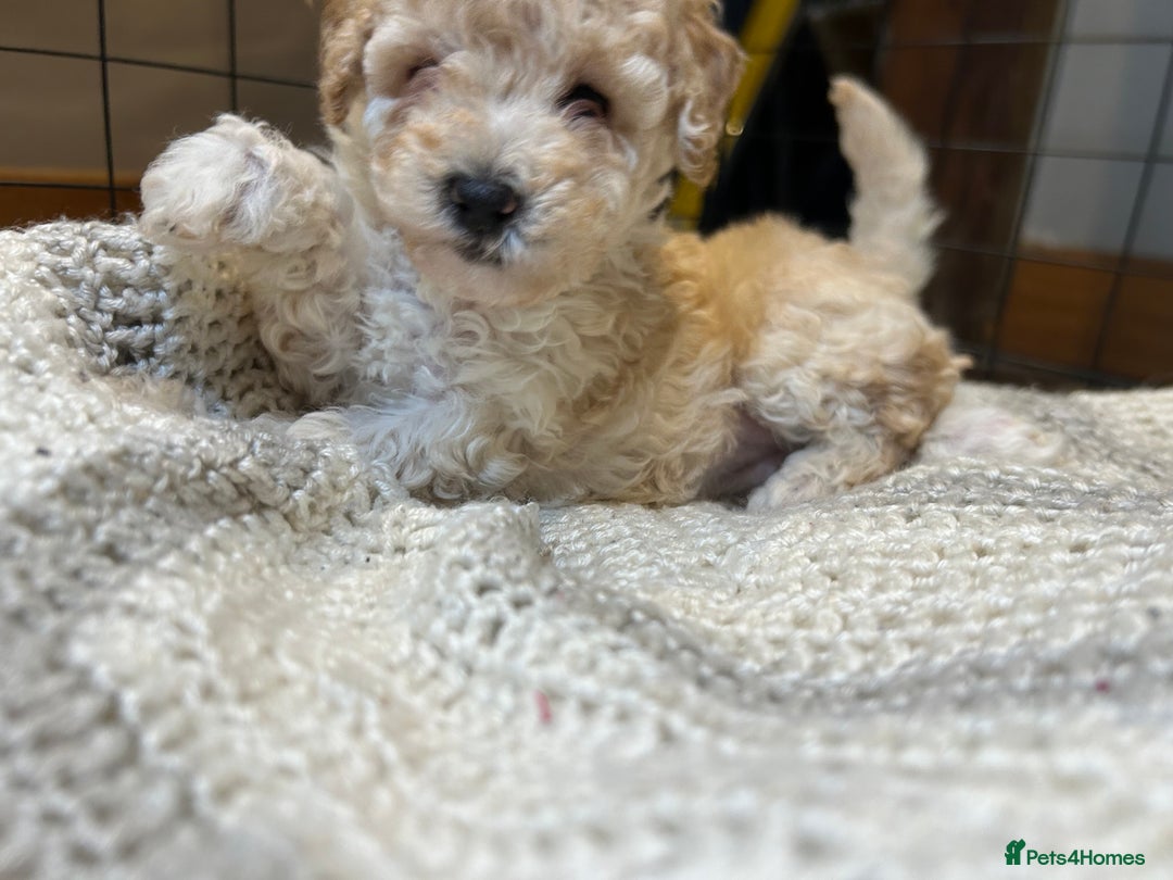 Toy Poodle dogs for sale: TOY POODLE PUPPIES 2 GIRLS 1 BOY LEFT - Image 16