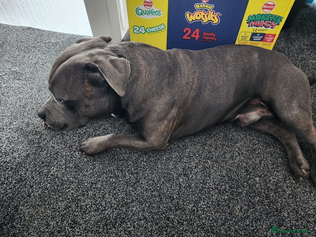 Staffordshire Bull Terrier dogs for stud: Maximus Prime ready for Stud in Birmingham - Advert 9