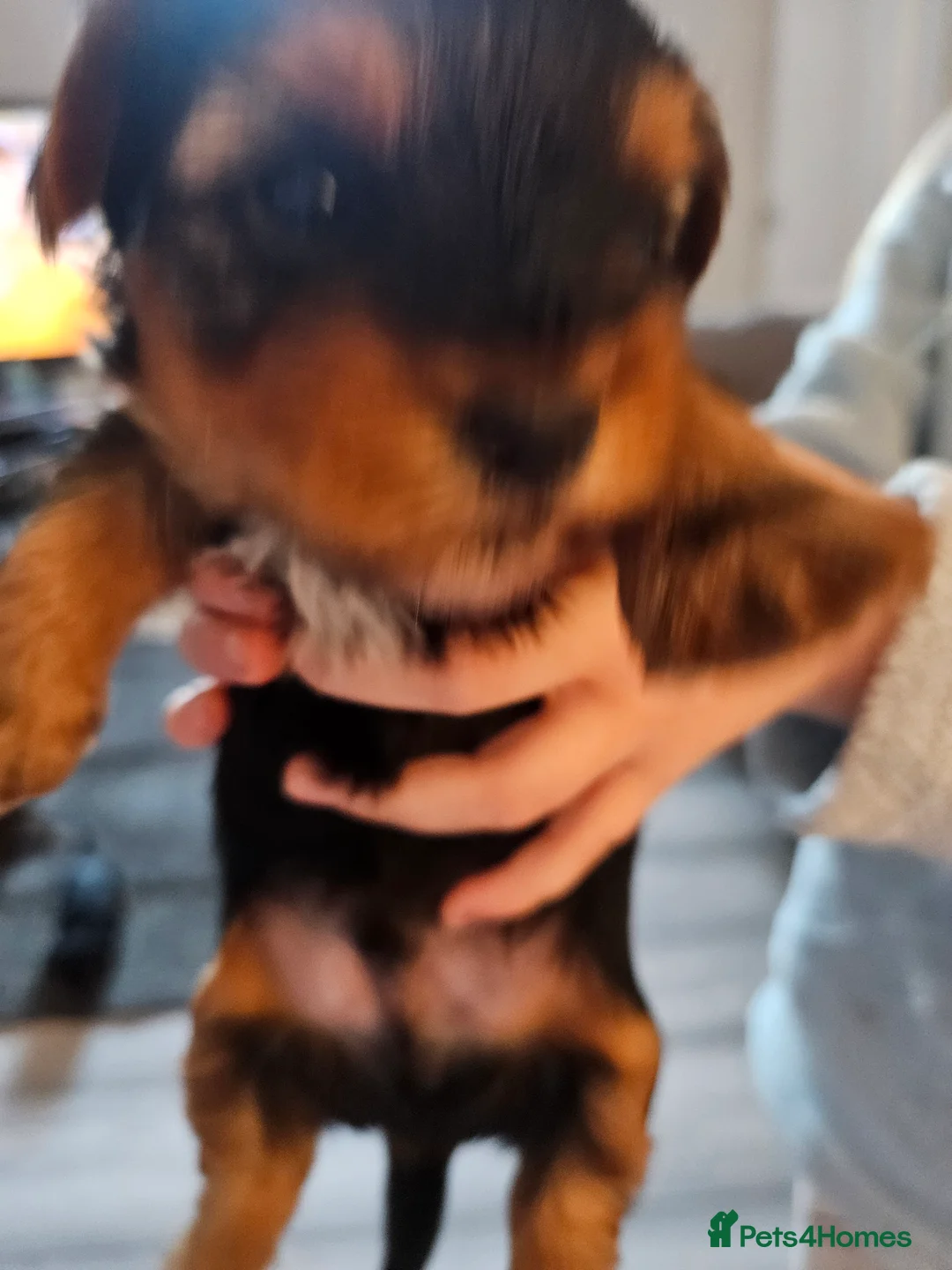 Yorkshire Terrier dogs for sale: yorkshire Terrior pups - Advert 5