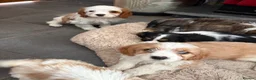 Cavalier King Charles Spaniel dogs for sale: Beautiful Cavalier King Charles Puppies for Sale - Advert 18