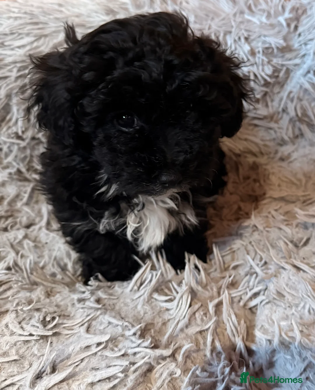 Shihpoo dogs for sale: Shihpoo - Advert 4