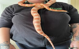 Corn Snake reptiles for sale: Corn snake and setup  - Image 3