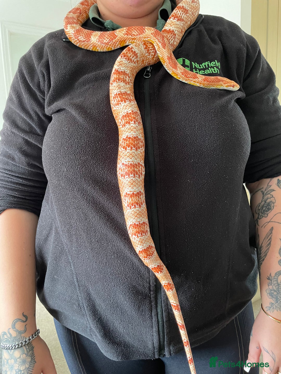 Corn Snake reptiles for sale: Corn snake and setup  - Image 3