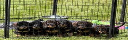 Dachshund dogs for sale: Teckels for sale - Advert 5