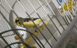 Finches birds for sale: SE171DE  - Advert 2