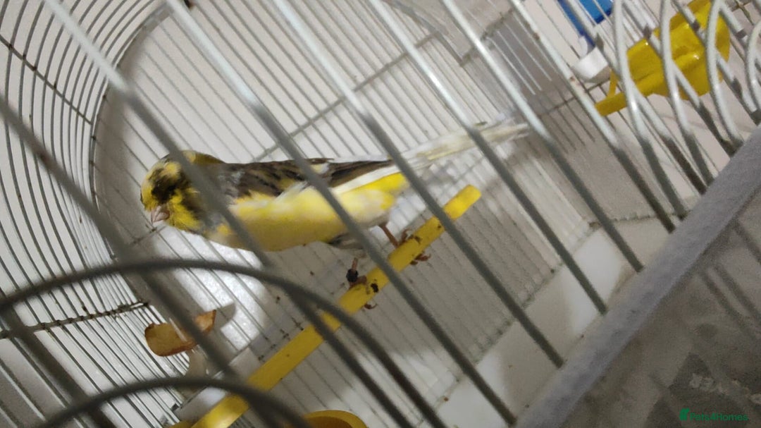 Finches birds for sale: SE171DE  - Advert 2