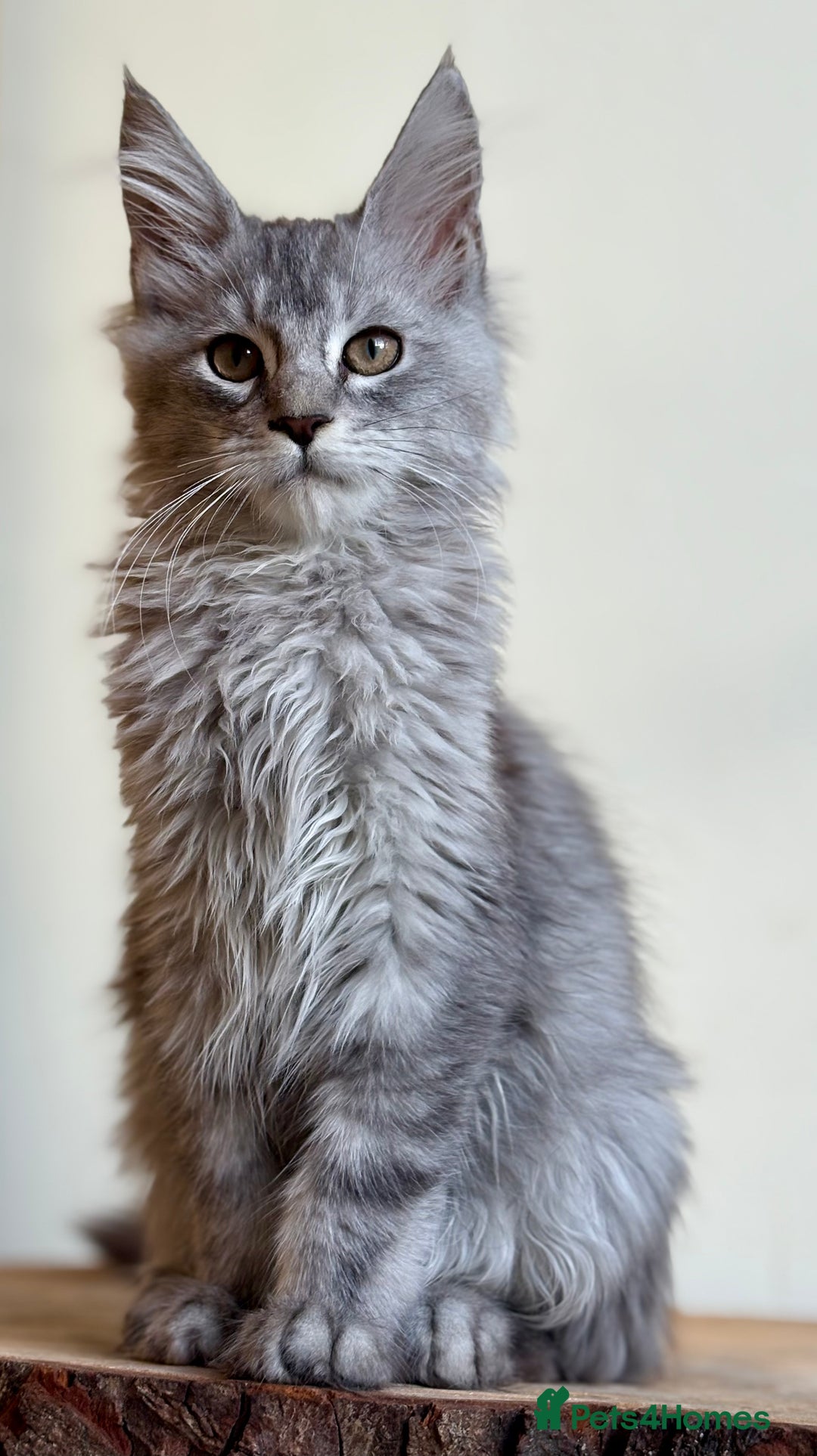 Maine Coon cats for sale: Beautiful pure bread maine coon kittens  - Image 39