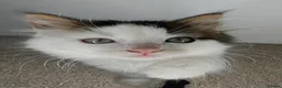 Maine Coon cats for sale: *READY NOW MAINE COON KITTEN* - Advert 2