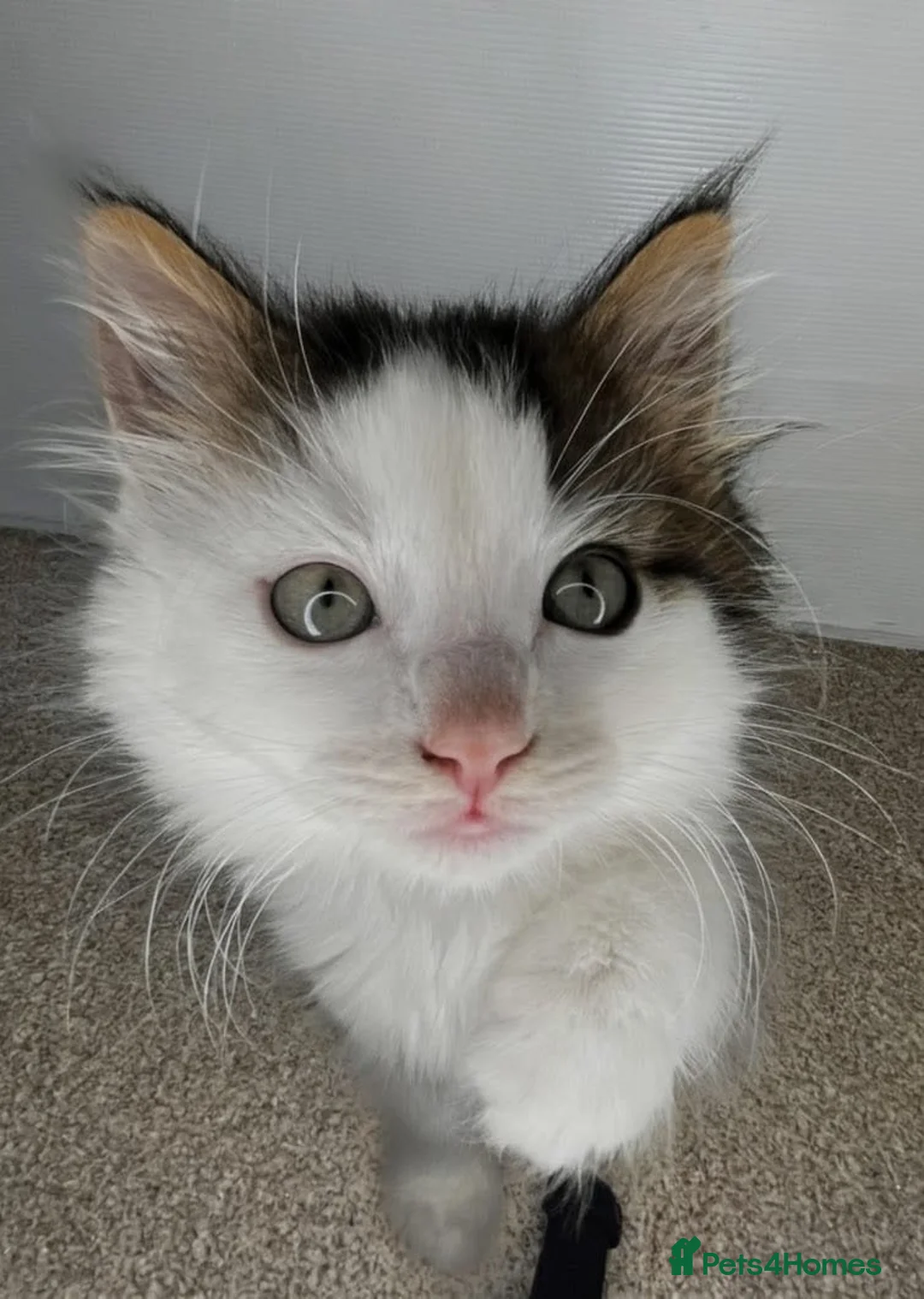 Maine Coon cats for sale: *READY NOW MAINE COON KITTEN* - Advert 2