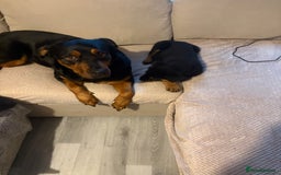 Rottweiler dogs for sale: Rottweiler pup for sale - Advert 2
