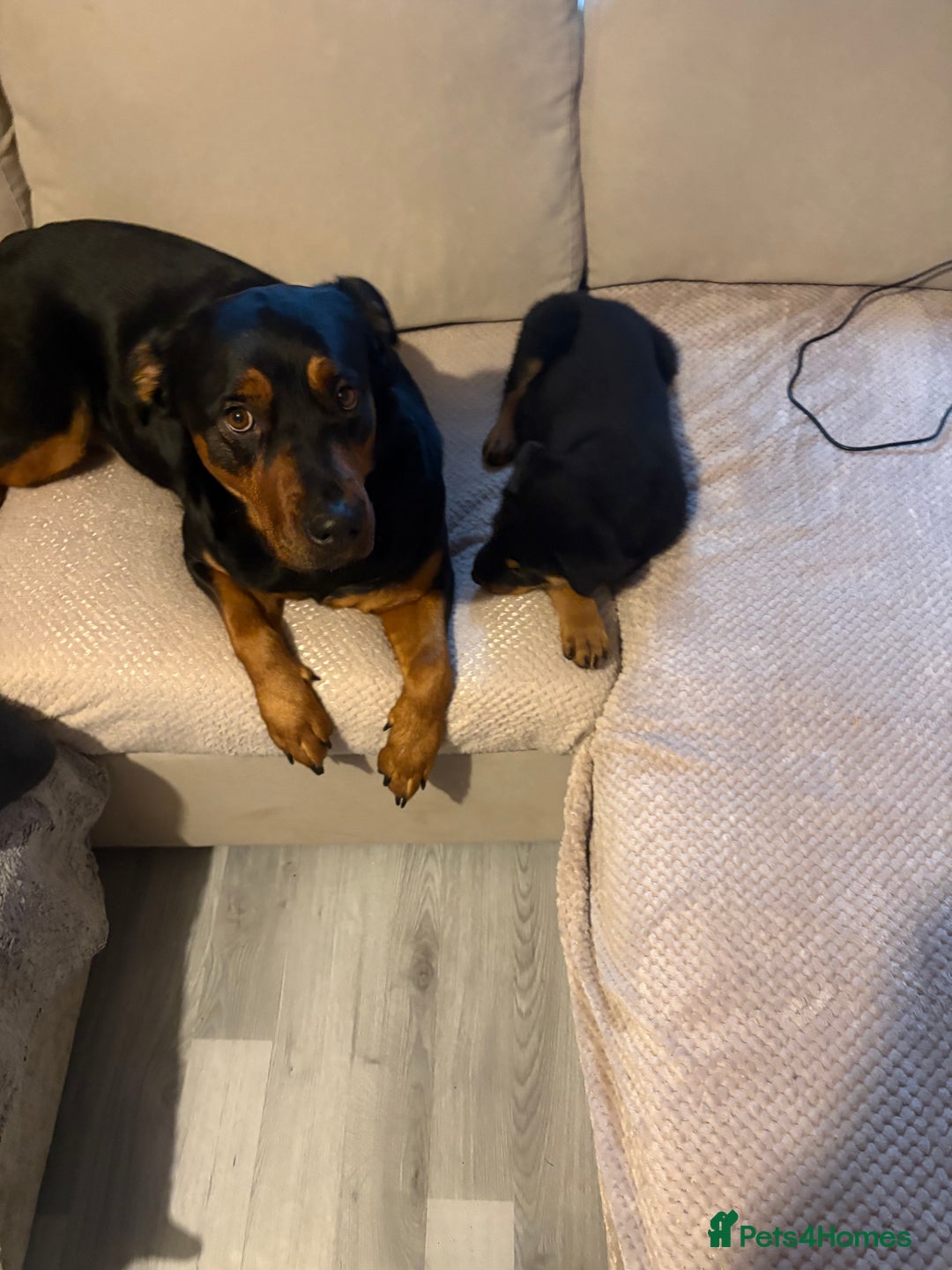 Rottweiler dogs for sale: Rottweiler pup for sale - Advert 2