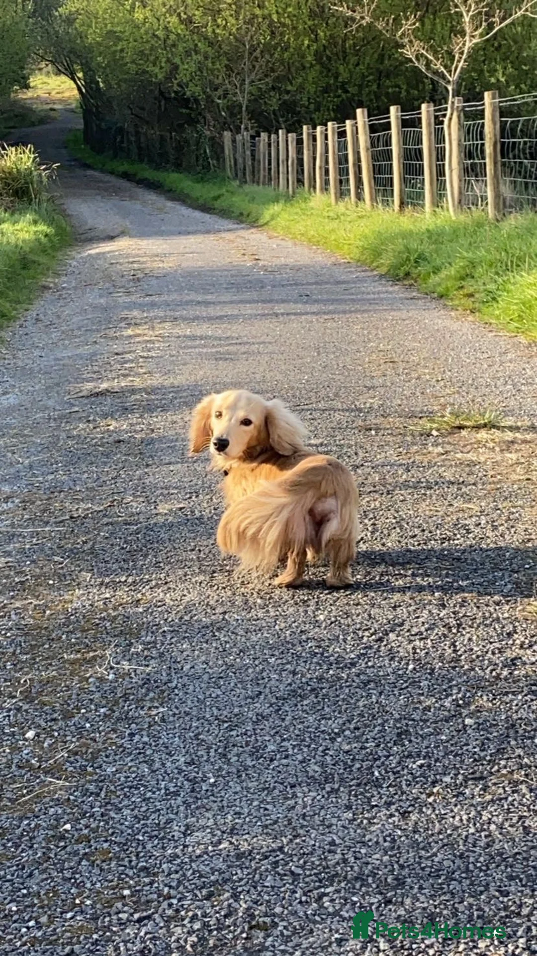 Miniature Dachshund dogs for stud: Shaded cream miniature dachshund 3.6kg - Advert 12