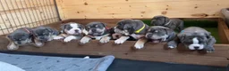 Olde English Bulldogge dogs for sale: 🔥🔥Champion bloodline Olde English Bulldog🔥🔥 in Derby - Advert 4
