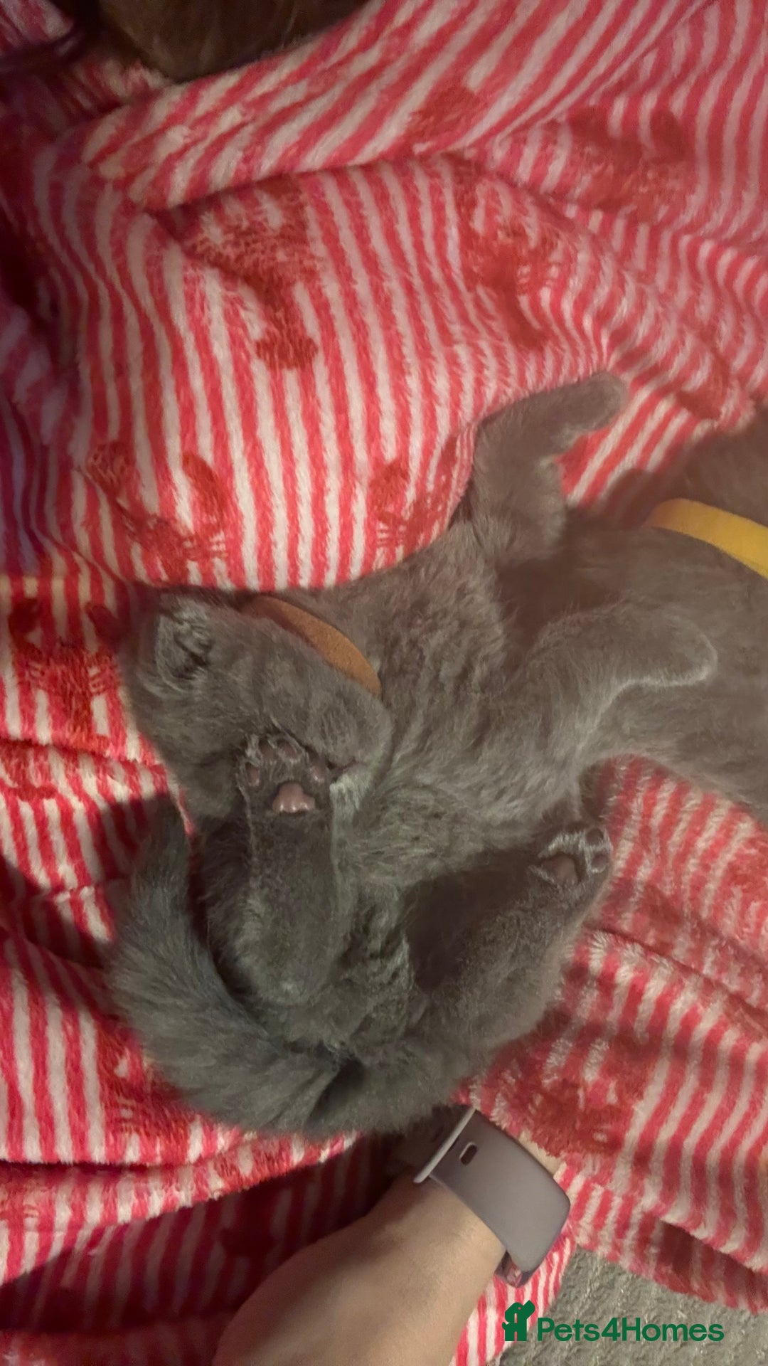 Scottish Fold cats for sale: 6 beautiful Scottish fold kittens - Advert 13