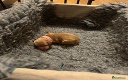 Mixed Breed dogs for sale: 👑 Superb Rare Health Teated Cockadoodledoo Pups - Image 9
