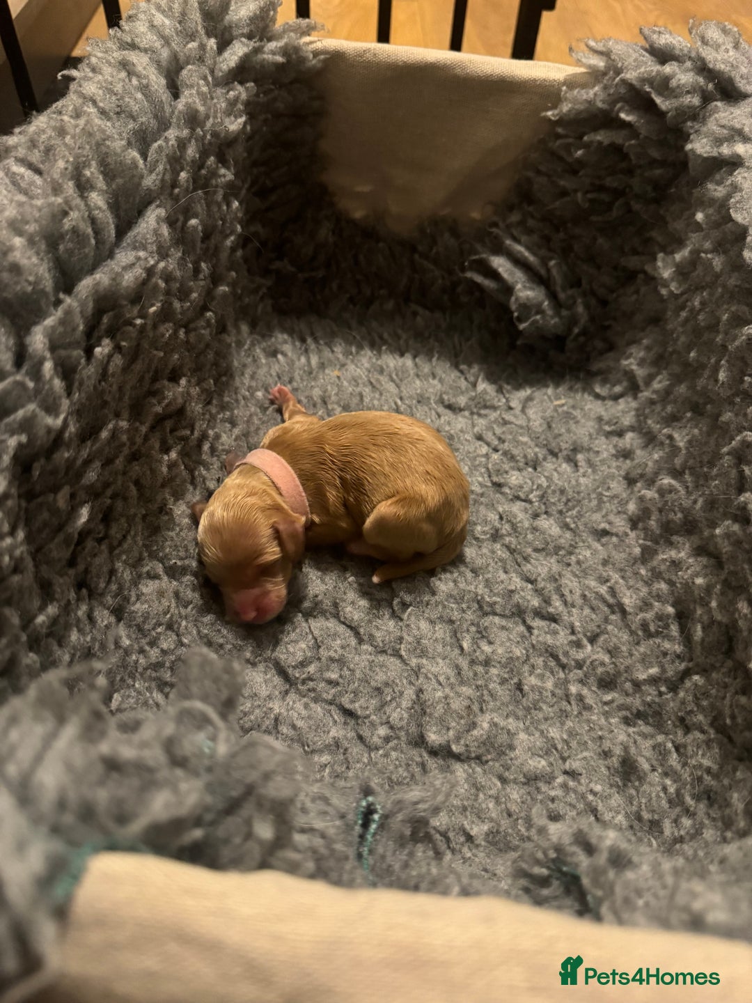 Mixed Breed dogs for sale: 👑 Superb Rare Health Teated Cockadoodledoo Pups - Image 9