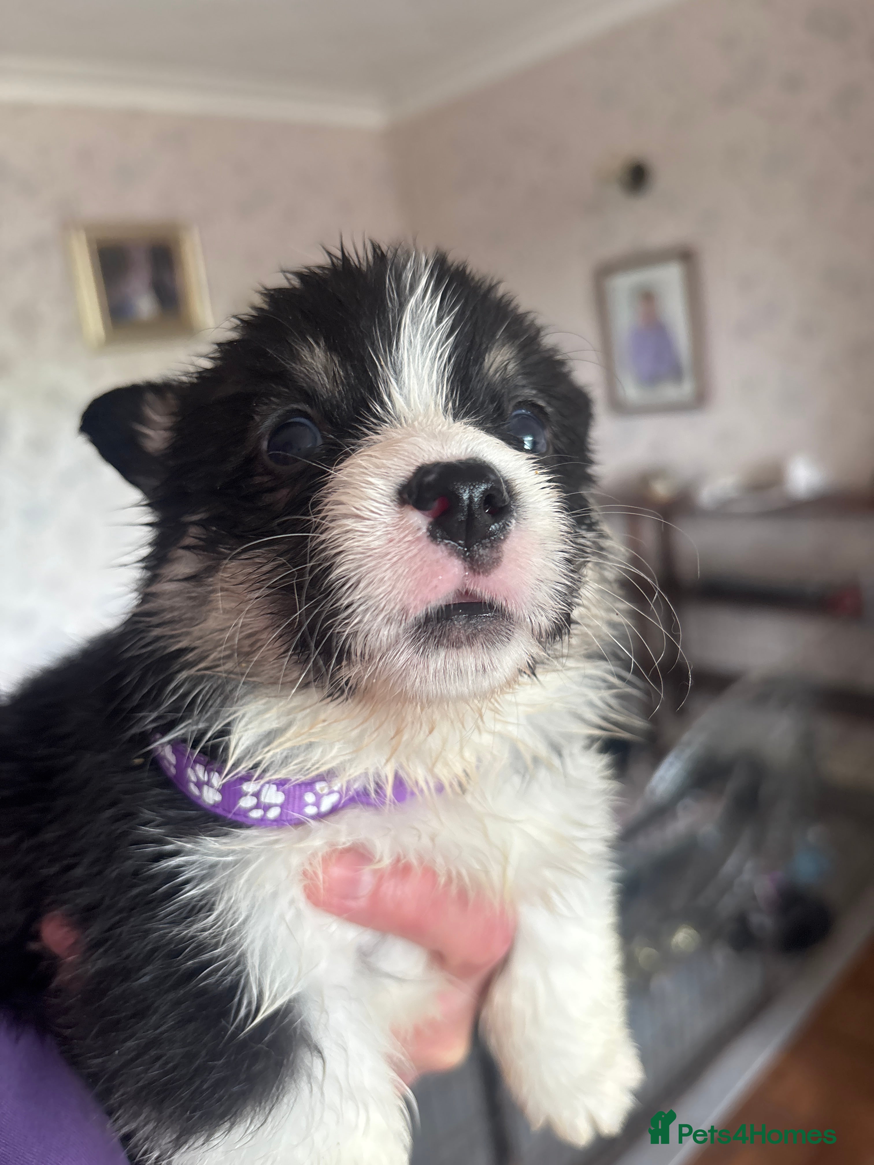 Welsh Corgi Pembroke dogs for sale: Stunning champion breed Tri Corgi Puppies  - Advert 2