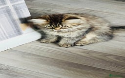 Persian cats for sale: Chinchilla Persian kittens - Image 5