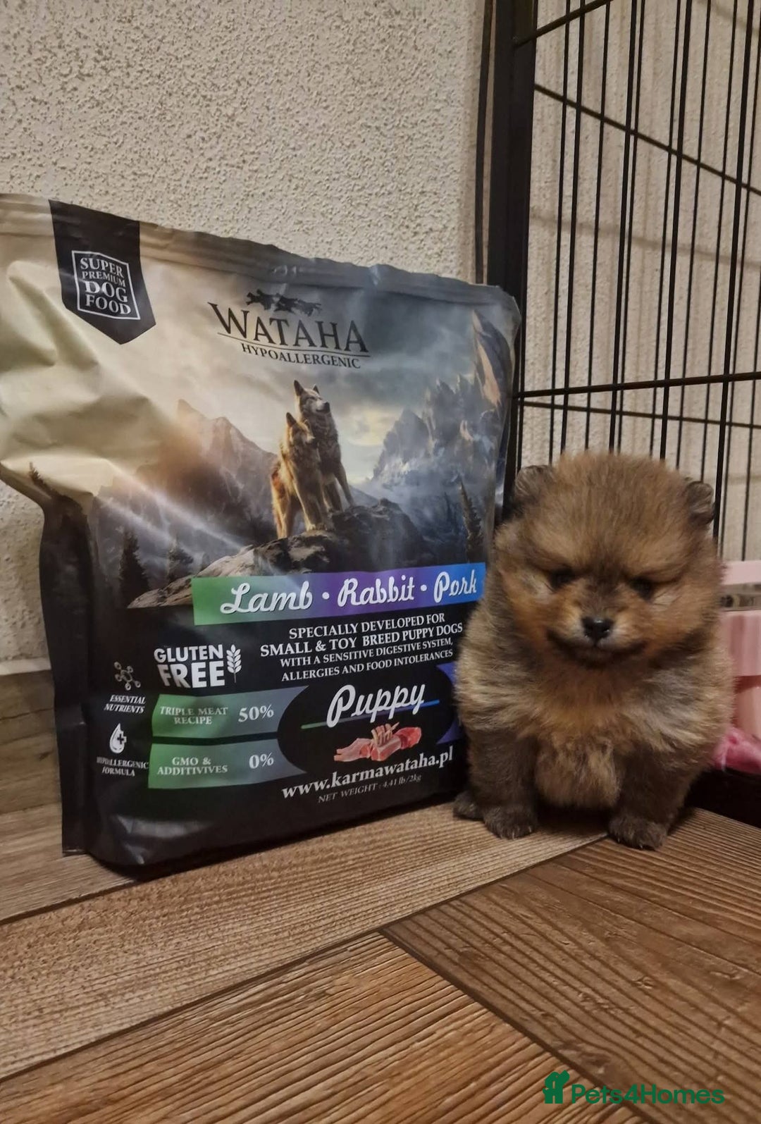 Pomeranian dogs for sale: Beautiful Pomeranian male puppy FCI registered - Advert 5