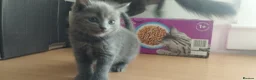Russian Blue cats for sale: Russian Blue kittens  in Aberdeen - Advert 5