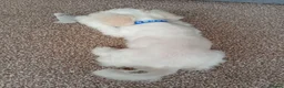 Bichon Frise dogs for sale: Bichon Frise -1 male  - Advert 9