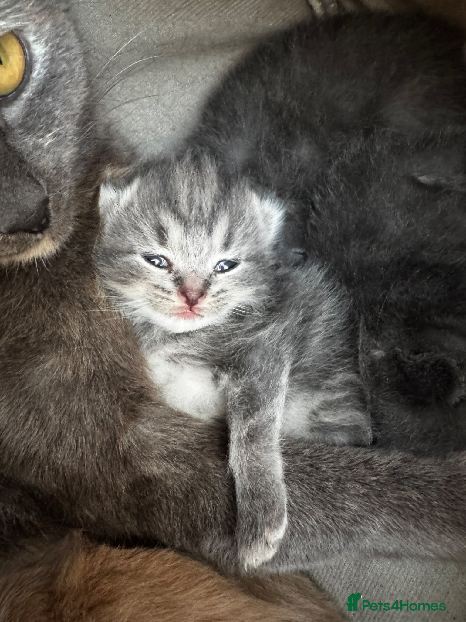 Mixed Breed cats Grey kittens  - Advert 8