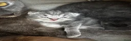Mixed Breed cats for sale: Grey kittens  - Advert 1