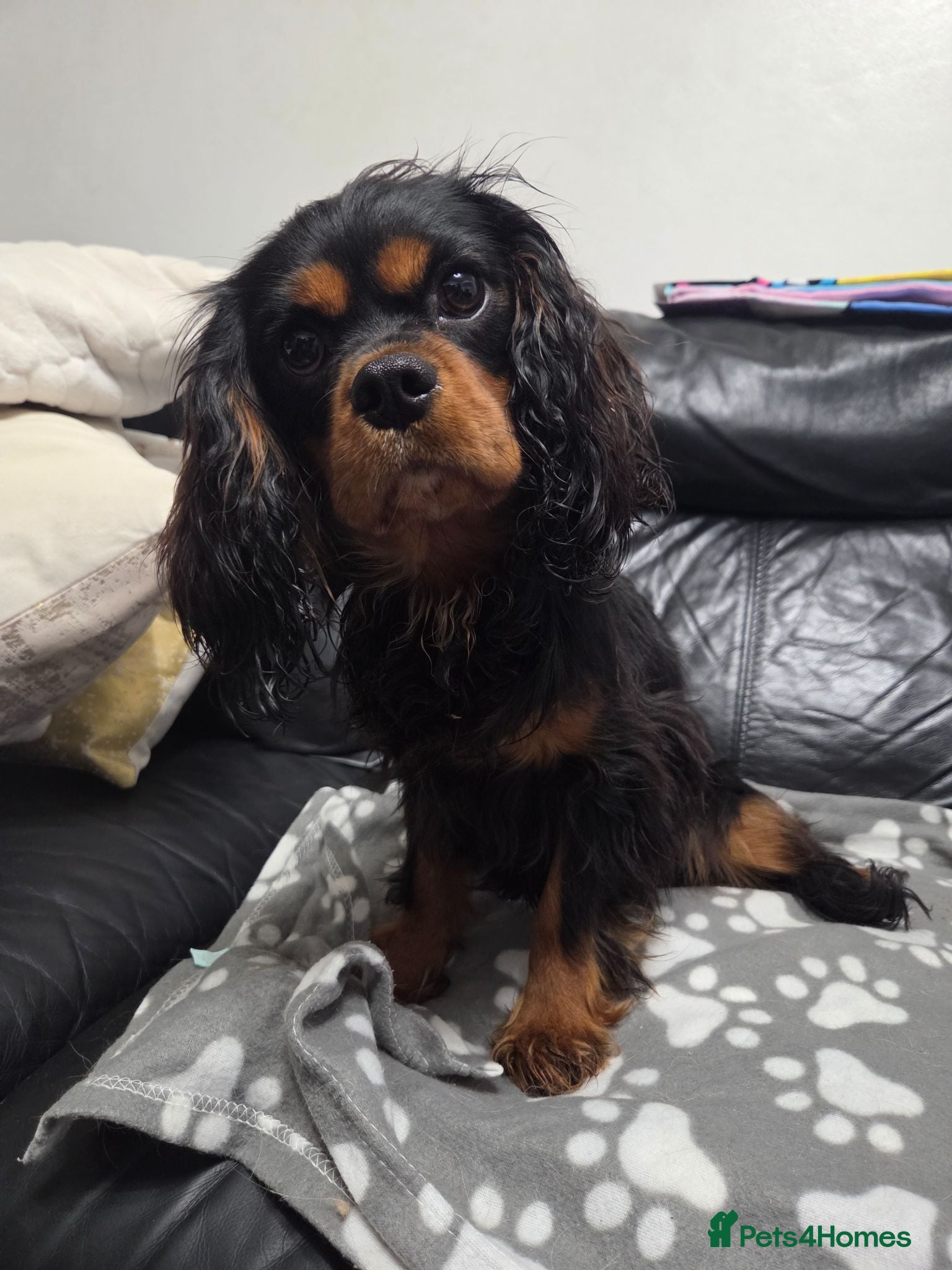 Cavalier King Charles Spaniel dogs KC Cavalier King Charles Spaniel - Boy - Advert 13