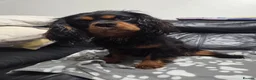 Cavalier King Charles Spaniel dogs for sale: Stunning Cavalier King Charles - 18 month old Boy - Advert 2