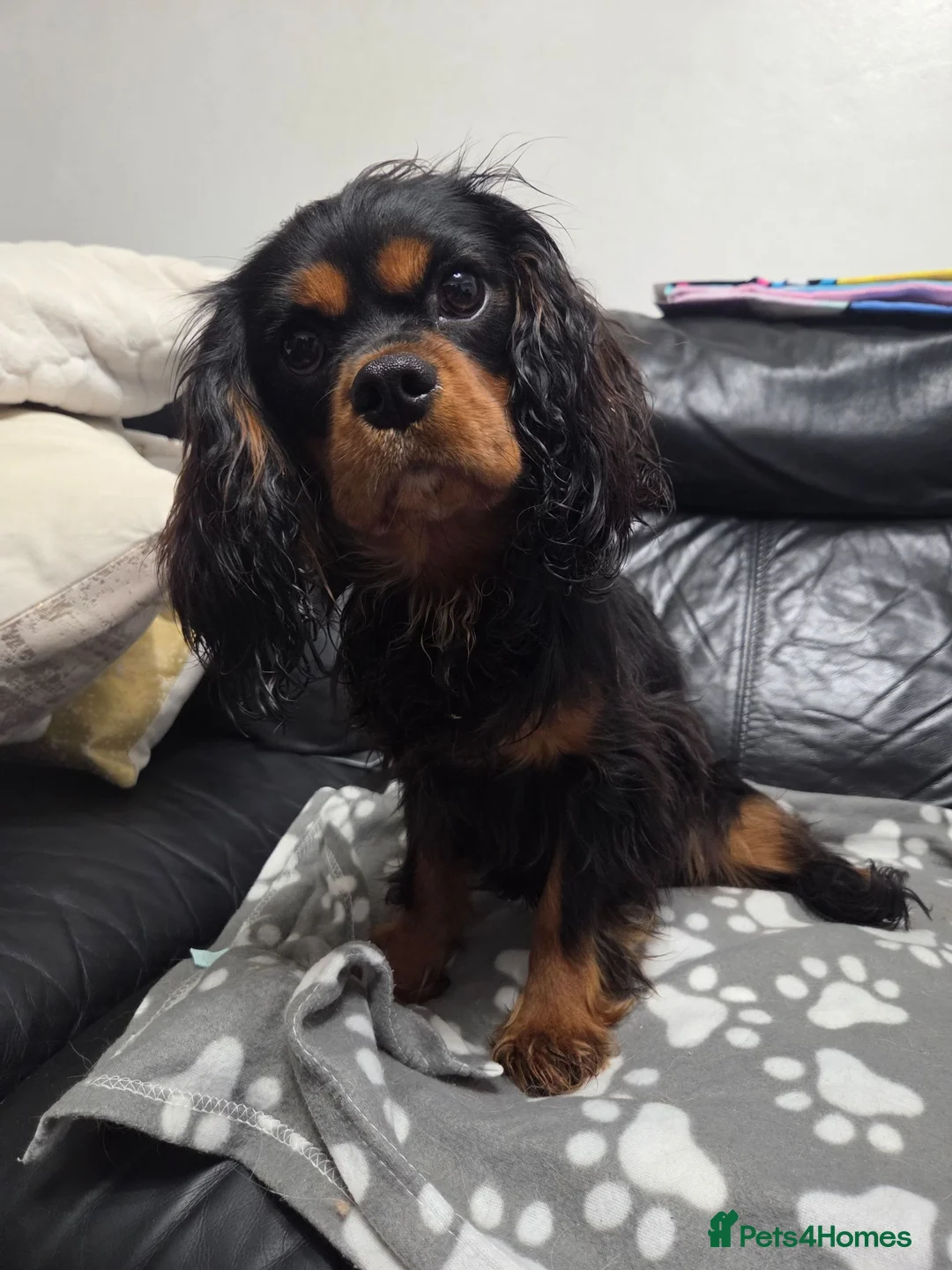Cavalier King Charles Spaniel dogs for sale: Stunning Cavalier King Charles - 18 month old Boy - Advert 2