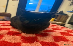 Domestic Shorthair cats for sale: 5 year old black cat Phoebe  - Image 1