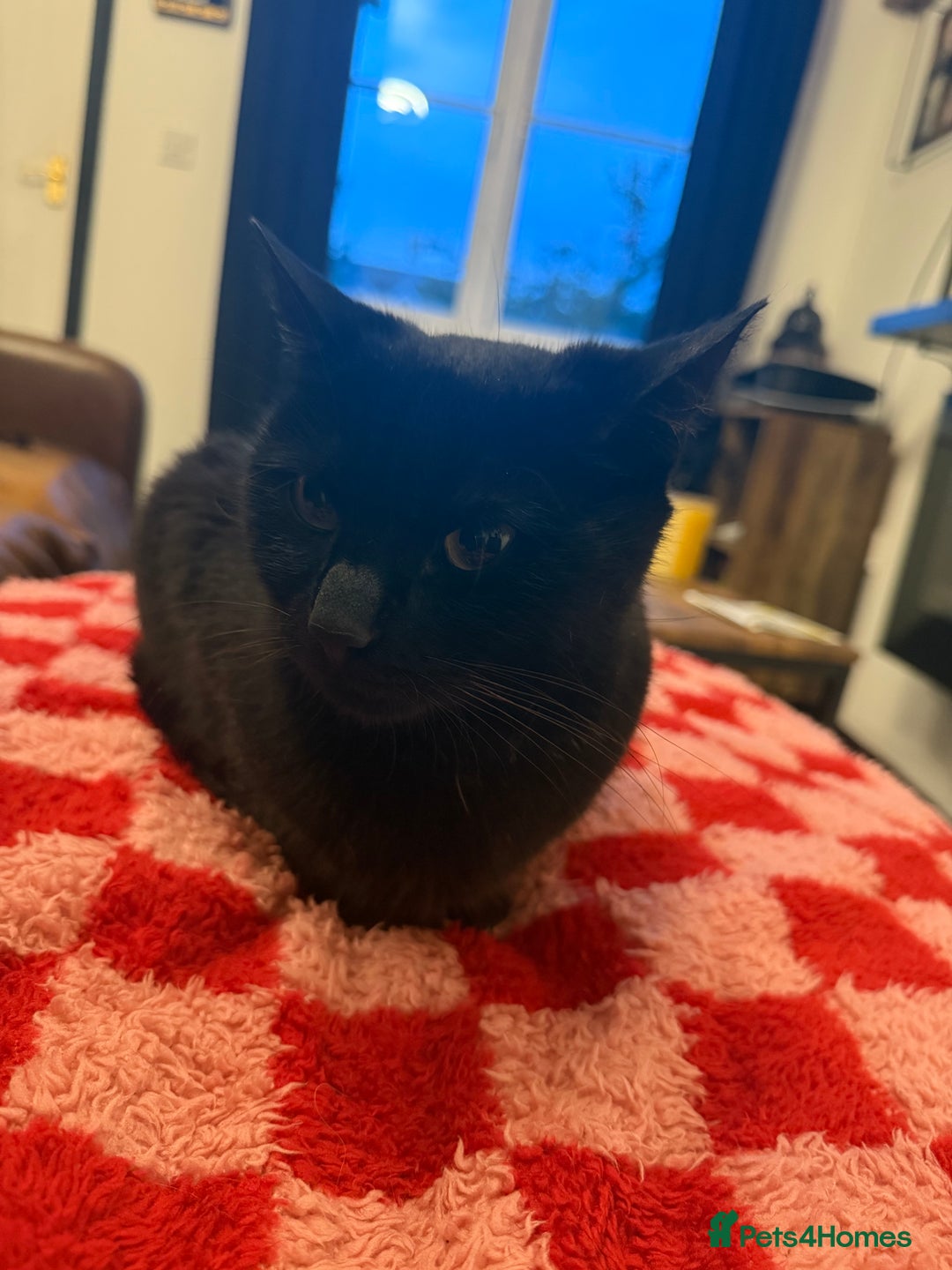 Domestic Shorthair cats for sale: 5 year old black cat Phoebe  - Image 1